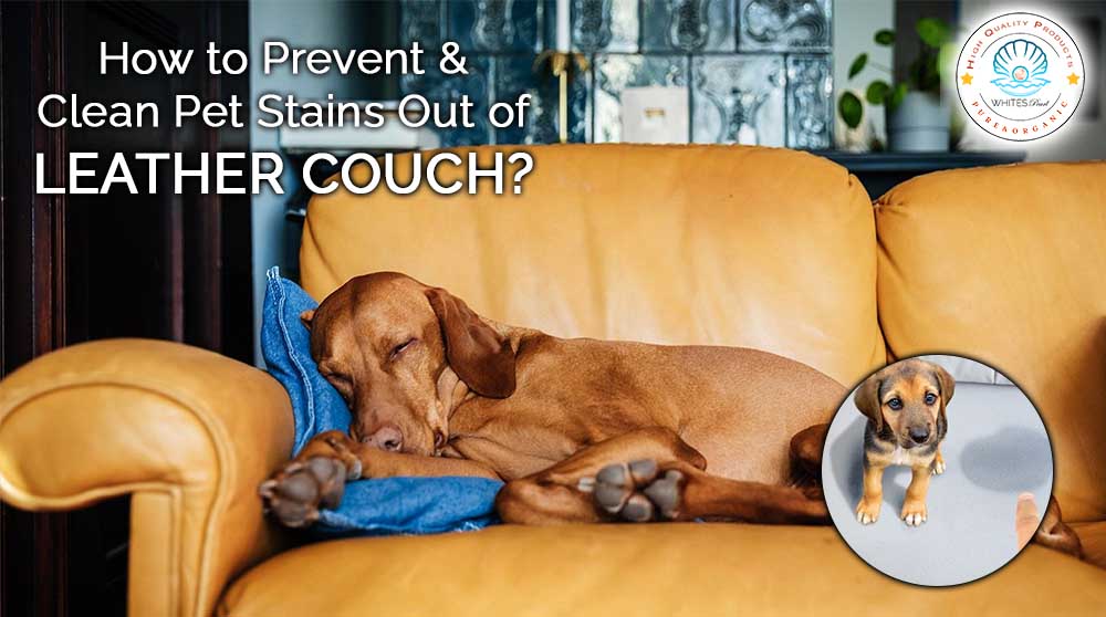 How to Prevent and Clean Pet Stains Out of Leather Couch