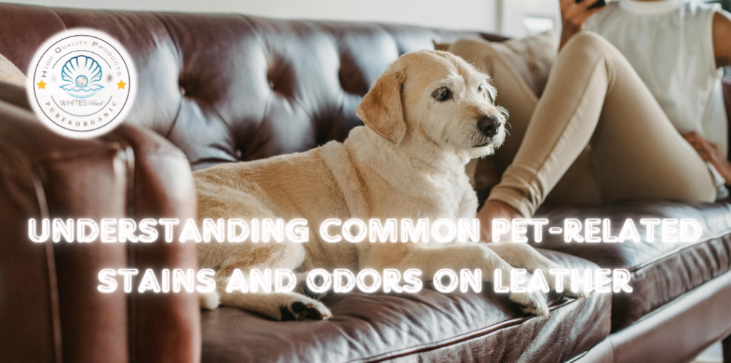 Understanding Common Pet-related Stains and Odors on Leather