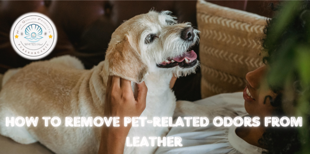 How to Remove Pet-related Odors from Leather